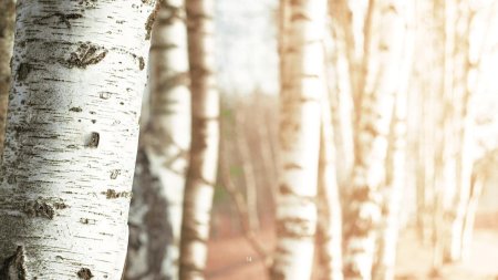 Ветви березы