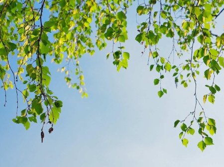 Троица береза