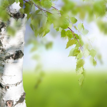 Фон березы