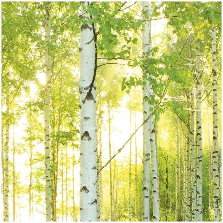 Komar Березовая роща