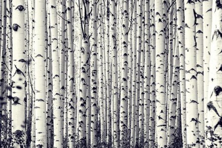 Береза паттерн