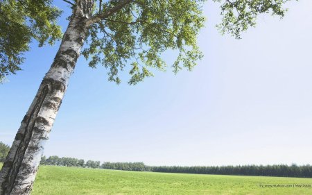 Березы небо