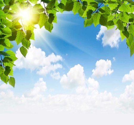 Березы на фоне голубого неба