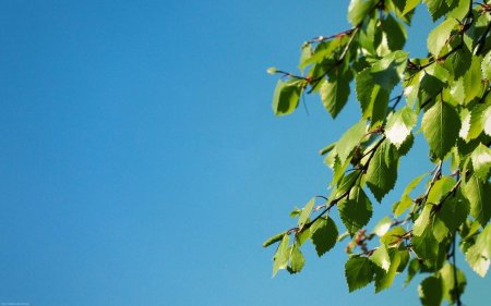 Веточка березы