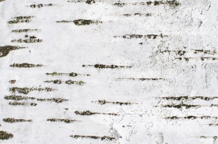 Фон береста Берёзовая кора