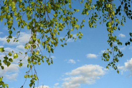 Берёза повислая