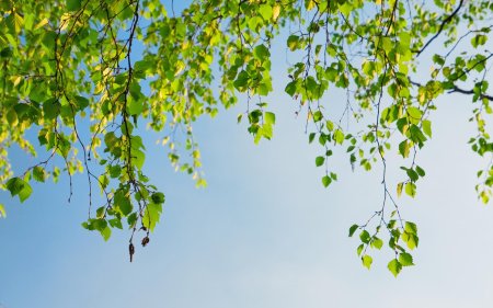 Троица береза