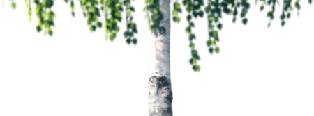 Фон березы