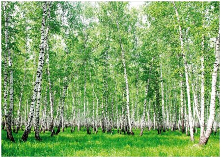 Березовая роща Алтайский край