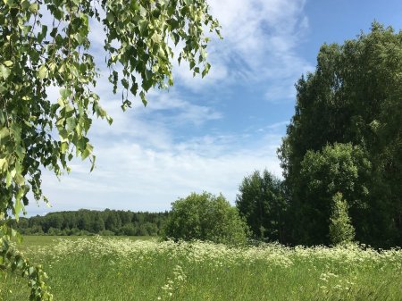 Пушгоры береза