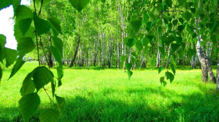 Молодые березы