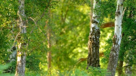Плакучая береза в лесу