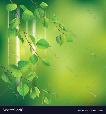 Березовая ветка