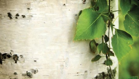 Береста кора березы