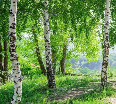 Березовая роща Томск