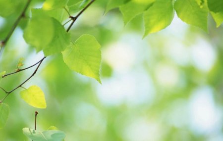 Зеленые листочки