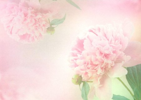 Нежный фон с пионами