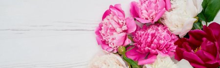 Пионовидная роза Peony Pink