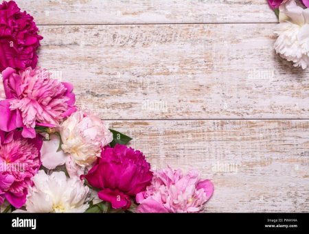 Фотофон цветы пионы