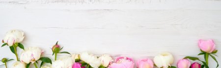 Белые пионы обои