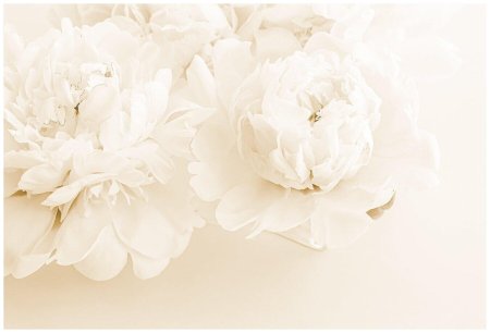 Пионы светлые