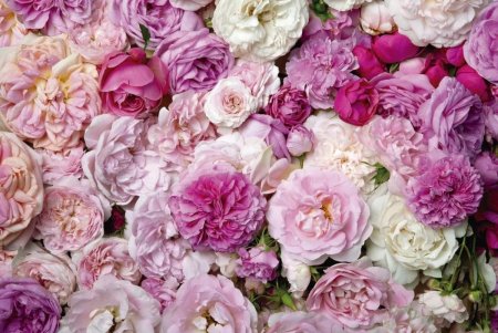 Фон Пионовые розы