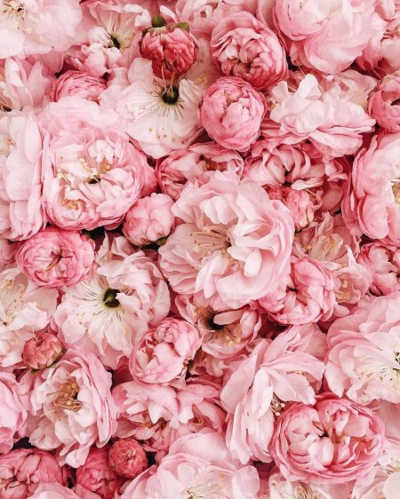 Фотофон пионы