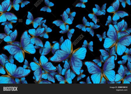 Много бабочек