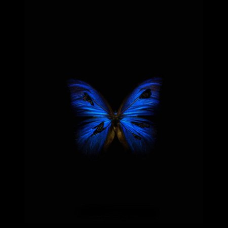 Синяя бабочка на черном фоне