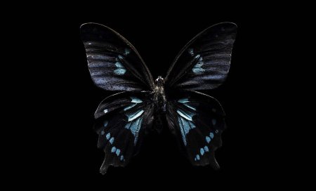 Бабочка на темном фоне