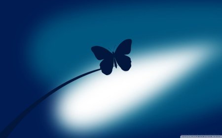 Бабочки на черном фоне