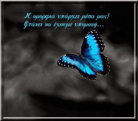 Красивые бабочки