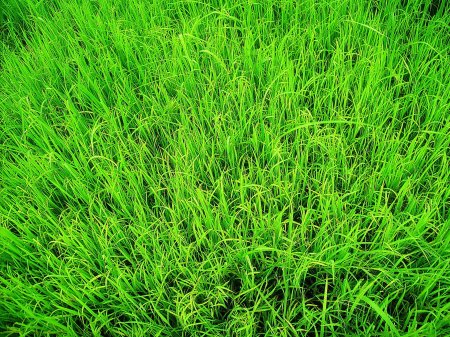 Мятлик Луговой для газона