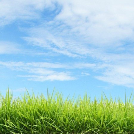 Трава и небо