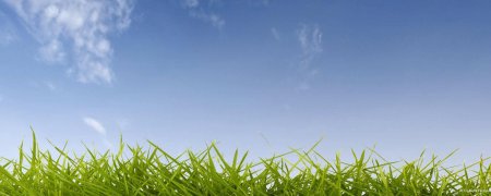 Трава и небо