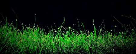 Трава на черном фоне