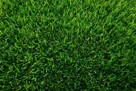 Трава Канада Грин