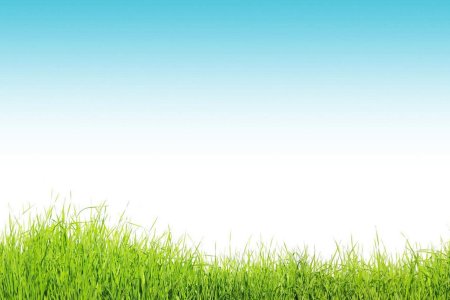 Трава и небо