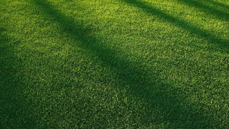 Текстура травы