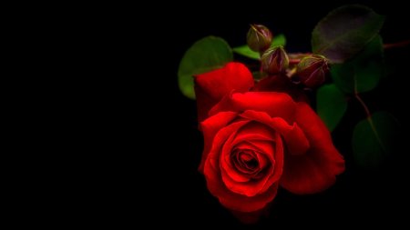 Цветы на темном фоне