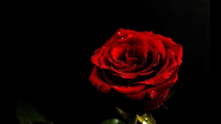 Красные розы