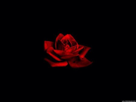 Блэк Роуз ред Роуз