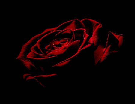 Красная роза на черном фоне