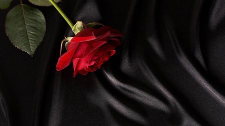 Красные розы