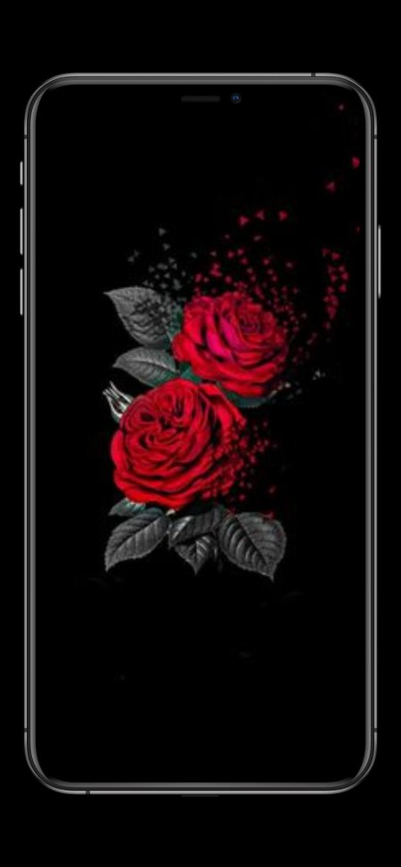 Красная роза на черном фоне