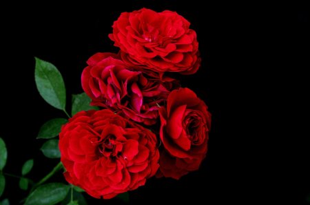 Роза на черном фоне