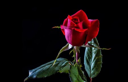 Красные цветы на черном фоне