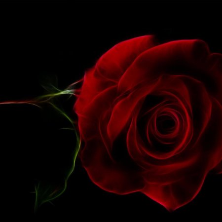 Роза на черном фоне