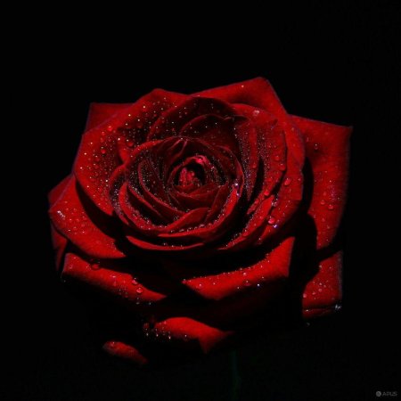 Красная рожа на черном фоне