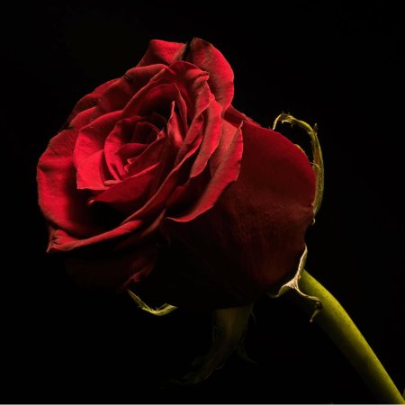 Роза дарк Найт